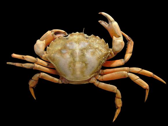 How Crabs Can Regrow Lost Claws and Legs - NewsBreak