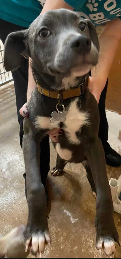 🐶 Playful Pug & Lab Puppies Ready for Adoption in Burlington, WA ...