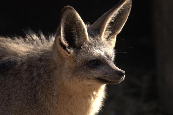 10 Fun Facts About The Bat Eared Fox, An Animal That Can Hear Insects ...