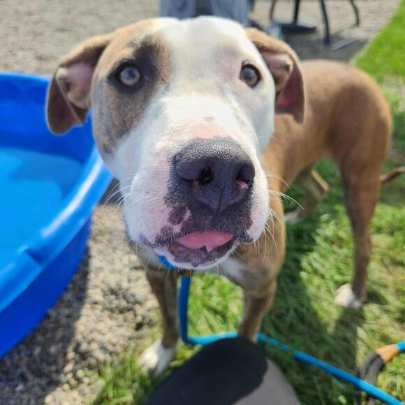 🐶 Playful, Gentle & Special-Needs Dogs Ready for Adoption in Fort Wayne ...