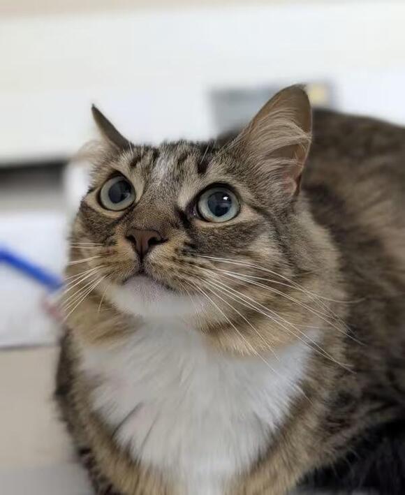 🐱 Friendly Sherwood Cats Ready for Adoption at Local Shelter - NewsBreak