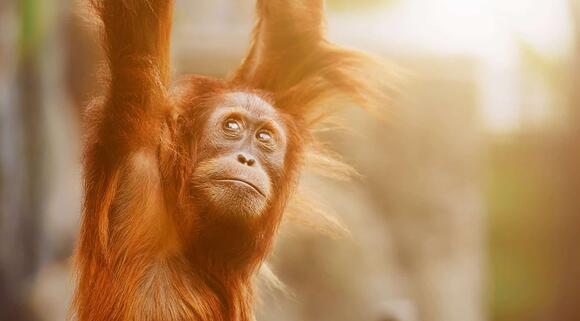 India Launches ‘Frozen Zoo’ to Preserve DNA of Endangered Species ...