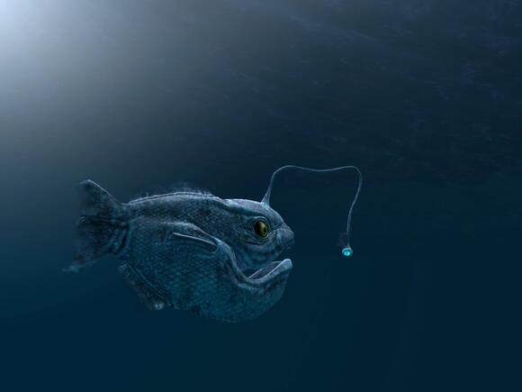 How Anglerfish Use Light to Hunt in the Dark - NewsBreak