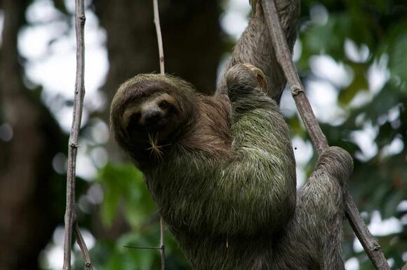 How Sloths Help Support Mini-Ecosystems in Their Fur - NewsBreak