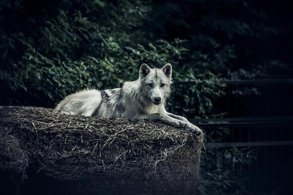 Colorado’s Wolf-Dog Hybrid Laws: What the State Allows (and Cities Don ...