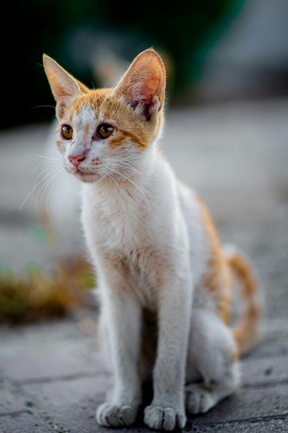 How To Make Every Day Feel Emotionally Safe For Your Cat Newsbreak 