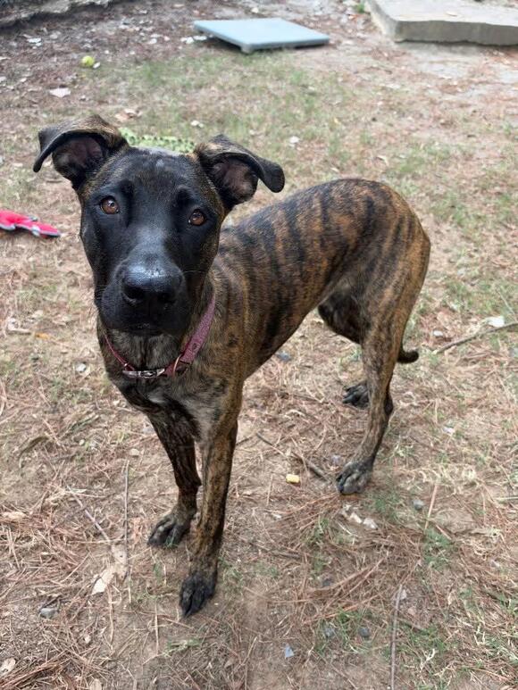 🐶 Playful, Gentle & Loyal Dogs Ready for Adoption in Little Rock ...