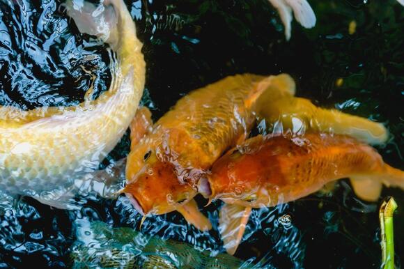 What Do You Call a Baby Fish? The Answer Is Something You'd Do to ...