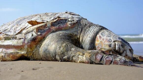 Why Sea Turtles Are Dying in Record Numbers—And What’s Being Done to ...