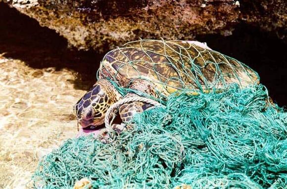 Why Sea Turtles Are Dying in Record Numbers—And What’s Being Done to ...