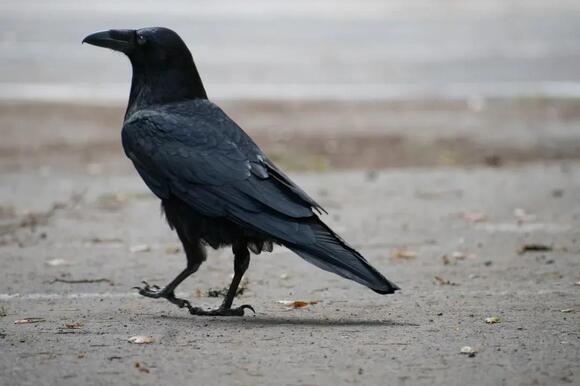 Why Do Crows Remember Human Faces? The Intelligence Scientists Continue ...