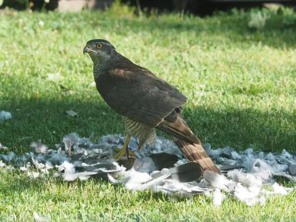 8 Signs a Raptor Has Claimed a Territory - NewsBreak