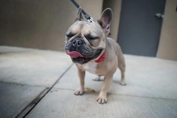 What Dog Breeds Make a French Bulldog: Discover Their Unique Origins