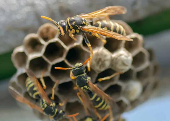 Watch What Happens When a Man Fires a Slingshot at Massive Wasp Nest ...