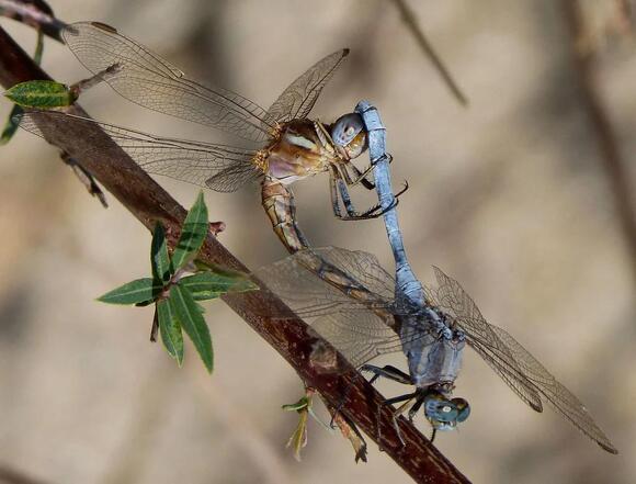 25 Fascinating Animal Mating Rituals: The Strange and Beautiful Ways ...