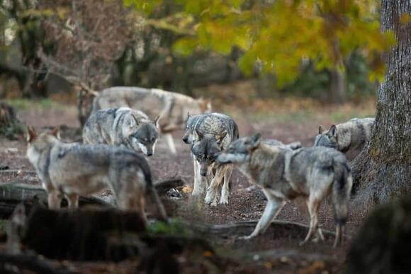 Wolves, Jaguars, and Panthers: The Return of America’s Top Predators ...