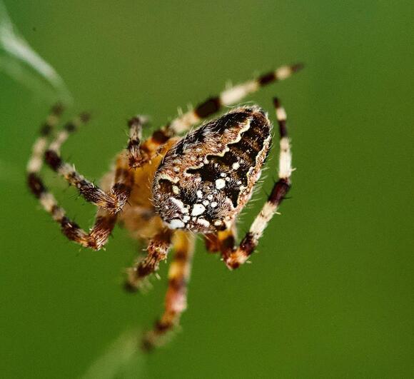 Does Western New York Have Any Dangerous Bugs? - NewsBreak