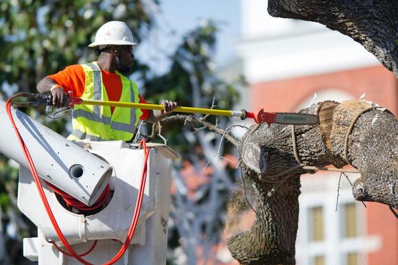 Colorado Yard Work Warning: Tree Rules You Didn’t Know - NewsBreak