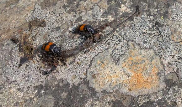 How to identify animal tracks, burrows and other signs of wildlife in ...