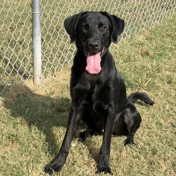 🐶 Playful Lab Dogs Seeking Loving Homes in Brattleboro - NewsBreak