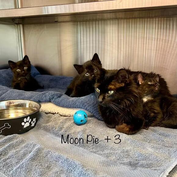 🐱 Cookie-Themed Kittens & Young Cats Waiting in Madisonville - NewsBreak