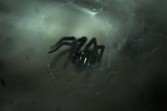 25 Surprising Facts About Spiders and Their Role in Ecosystems - NewsBreak
