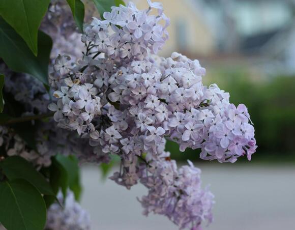 Can Lilacs Bloom in Fall? Michigan Gardeners Are Finding Out - NewsBreak
