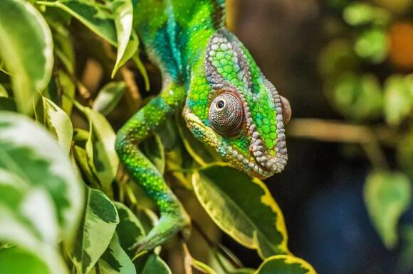 Why Chameleons Change Color to Match Their Mood, Not Their Surroundings ...