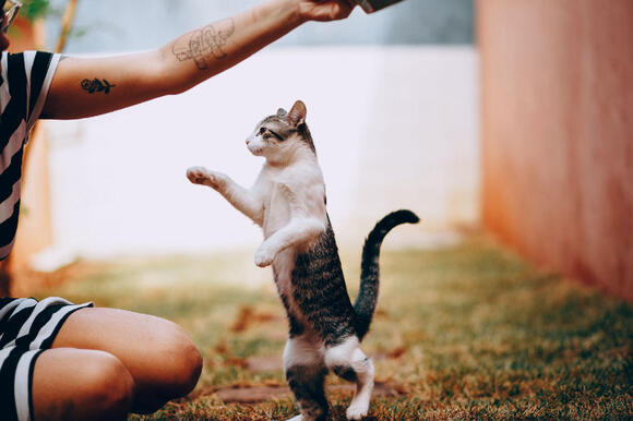 How to Help a Cat Who Has Stopped Playing - NewsBreak