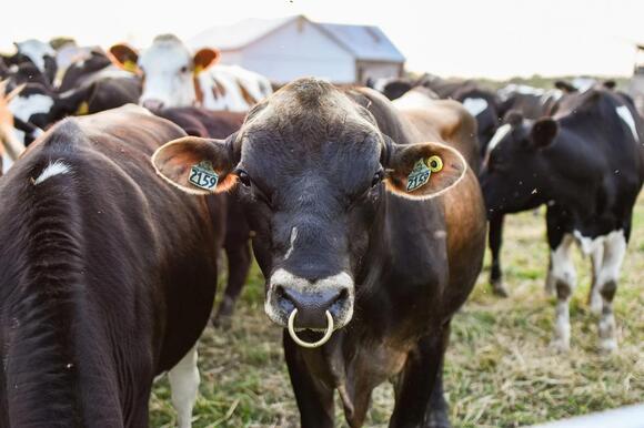 Livestock Ear Tag Requirements in Oregon: What Every Producer Needs to ...