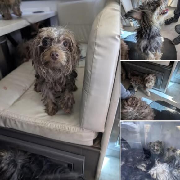 44 Neglected Dogs Rescued From RV In Reading: ARL - NewsBreak