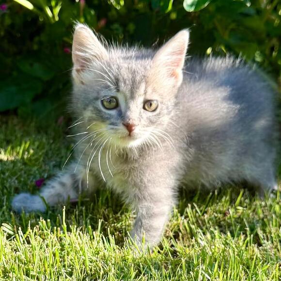 🐱 Playful Kittens & Sweet Young Cats Ready to Adopt in Bentonville ...