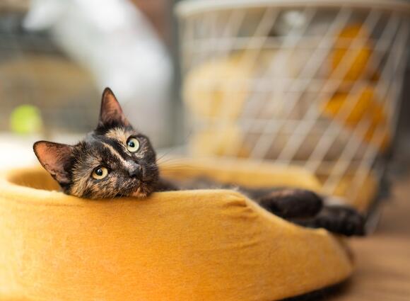 Do Cats Feel More at Home in Clutter or Clean Spaces? - NewsBreak