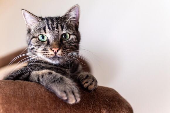 What Your Cat Really Means When They ‘Help’ You With Chores - NewsBreak