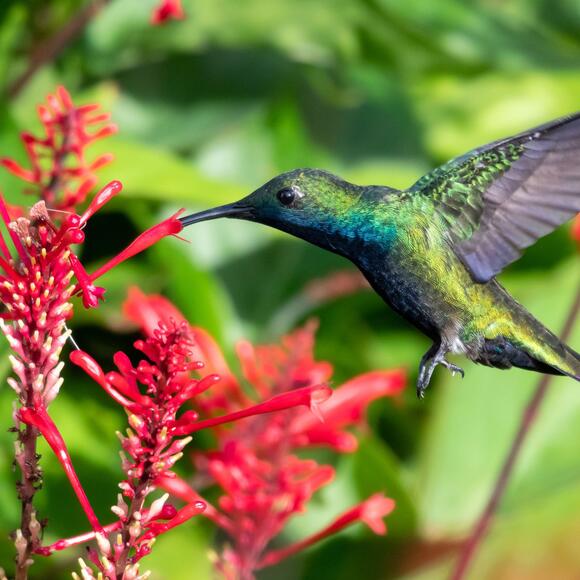 Hummingbird Lovers, This Easy DIY Nectar Recipe Will Bring All the ...