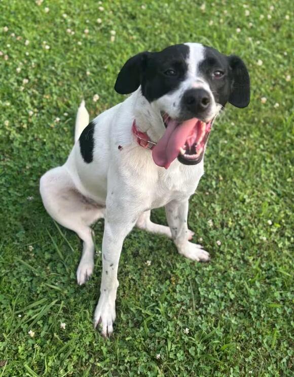🐶 Playful & Loving Dogs Ready for Adoption in Dalton, GA - NewsBreak