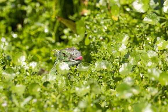 Curated visual reference: Reptile Feeding For Beginners Reference: 12 Common Feeding Mistakes Reptile Owners Make