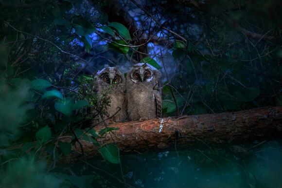 Why Some Animals Can See in Complete Darkness - NewsBreak