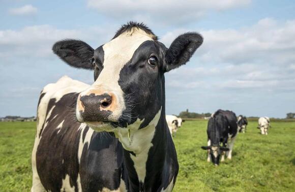 These Animals Let Out the Most Farts in the World - NewsBreak