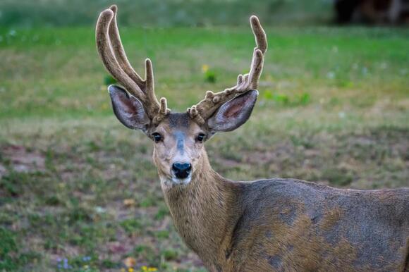 What Is a Cactus Buck? Rare Deer Antlers Explained - NewsBreak