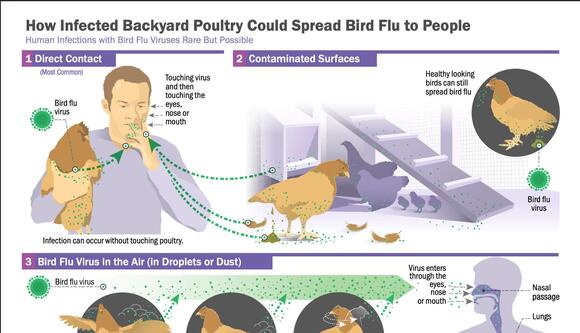 Mink Farm Outbreak Raises Alarm Over Potential Human Pandemic Threat ...