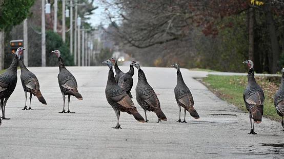 Northern Illinois Sees A Surge In Wild Turkey Population This Season ...