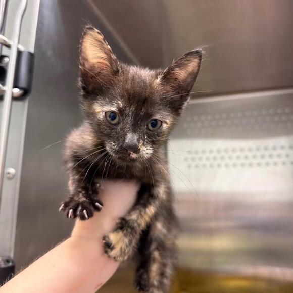 🐱 Playful & Sweet Cats Ready for Adoption in Chattanooga - NewsBreak