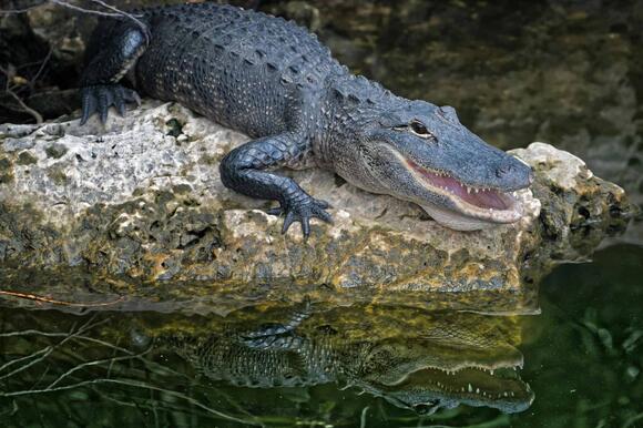 15 Alligator Myths That Science Has Debunked - NewsBreak