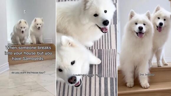 Video: Owner Believes Samoyeds Will Give House Tour if Someone Breaks ...