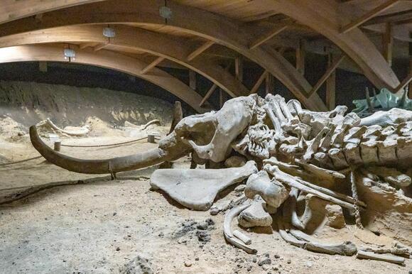 Was This Dinosaur Sick, Injured or Just Deformed - NewsBreak