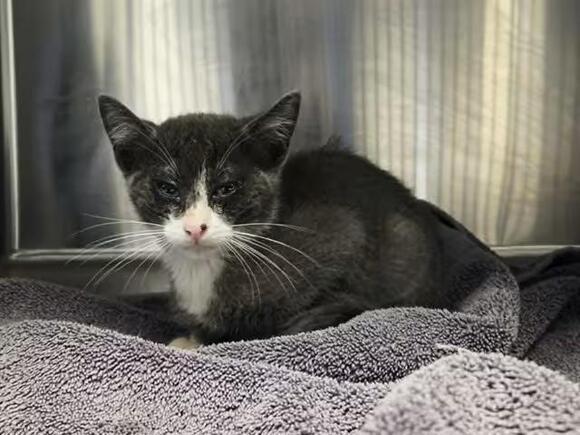 🐱 Sweet Martinez Cats Ready for Adoption at Local Shelter - NewsBreak