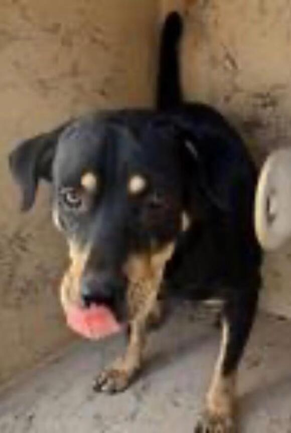 🐶 Playful, Loyal Shelter Dogs Ready for Adoption in Midwest City ...
