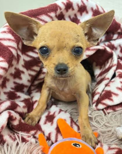 🐶 Sweet Small Dogs in Waco Ready for Adoption Today - NewsBreak