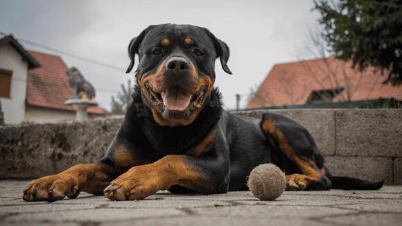 9 of the Most Dangerous Dog Breeds in the World - NewsBreak